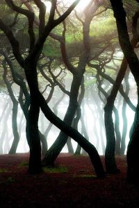 “Everything in the universe has a rhythm, everything dances. ”  ― Maya Angelou